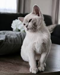 These are people who specialize in the breed and really understand their personality traits and how to care for them. Villanev Pedigree Burmese Breeder Melbourne