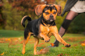 Image result for puggle