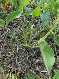 Image result for Plantago palmata