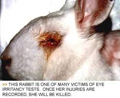 Animal testing refers to the use of animals in experiments. Animal Testing Human And Animal