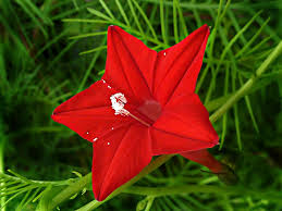 Image result for Convolvulaceae