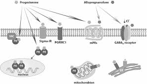 Image result for Pregnane Progestin