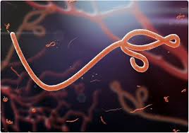 Ebola, also known as ebola virus disease (evd) or ebola hemorrhagic fever (ehf), is a viral hemorrhagic fever of humans and other primates caused by ebolaviruses. Scientists Obtain Clearest Ever Image Of Ebola Virus Protein