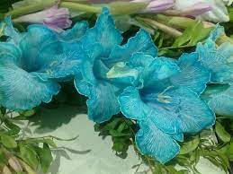 Blue Gladiolus In Season In July Gladiolus Flower Pictures Gladiolus Flower Garden Flower Beds