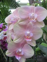 All White Flowers Are Beautiful And With Meanings Of Their Own So Which Do You Prefer Beautiful White Flo Orchid Flower Beautiful Flowers Amazing Flowers
