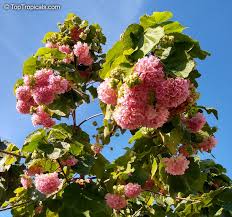 Image result for Dombeya lastii