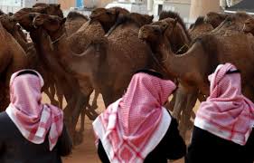 Camel Rides In Israel - Tourist Israel