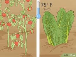 Check spelling or type a new query. 3 Ways To Grow Your Own Food Wikihow