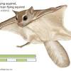 A diet which we can poorly replicate … there are better diets available these days but i would say 3 of 4 gliders i see are malnourished … mainly obese …. Https Encrypted Tbn0 Gstatic Com Images Q Tbn And9gcsfolfcwkjkq 2kbumwfv3nvolncqmmdmgjfjejhqiagvzokyni Usqp Cau