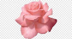 Rose gold pretty roses wallpaper. Rose Gold Png Images Pngegg