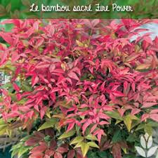 8 arbustes décoratifs pour votre jardin. Quel Arbuste Persistant Choisir Pour Une Haie Conseil Jardin Willemse