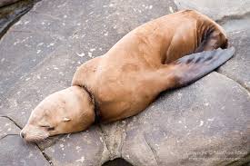Find & download free graphic resources for animals eating plastic. Impacts On Marine Animals Plastics In Oceans