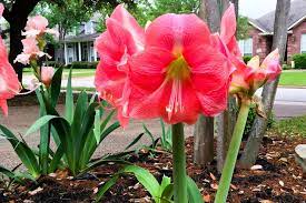 Are there any good ideas for easy landscaping? 31 Simple Landscaping Ideas For The Front Of Your House On A Budget