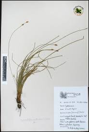 Image result for Abildgaardia ovata