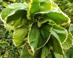 Image result for Acalypha polymorpha