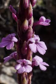 Image result for Striga bilabiata