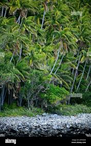 Image result for Howea forsteriana