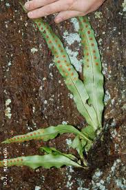 Image result for Lepisorus