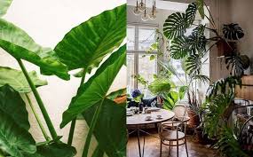 Terjawab • terverifikasi oleh ahli. Jika Tertelan Jangan Paksa Muntahkan Pokok Keladi Dalam Rumah Bahaya Untuk Kanak Kanak Gempak