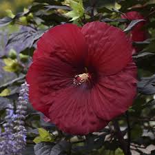 Image result for Hibiscus meyeri