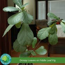 The fiddle leaf will often start its life growing on the surface of another tree. Do Your Fiddle Leaf Fig Leaves Droop Click To Read Why You Have Droopy Leaves On Your Fiddle Leaf Fig And Wha Fiddle Leaf Fig Fiddle Leaf Fig Tree Fiddle Leaf
