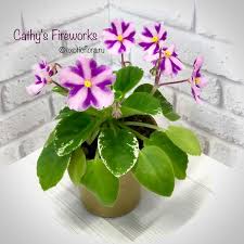 Image result for Pavetta gracilifolia
