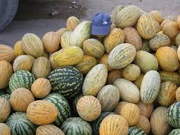 Image result for ‫البطيخ الأصفر ( القاوون)‬‎