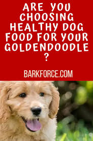 Take a look at the best foods for your goldendoodle, and see which you think your dog may like the best. How To Choose A Healthy Dog Food For Your Goldendoodle Dog Food Recipes Best Dog Food Healthy Dog Food Recipes