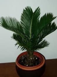 Indoor palm trees are a great way to bring a lush, tropical look to your space. Name Of Home Flower As Palm Tree Indoor Palm Trees Photo And Name Required Conditions For Home Palm Trees