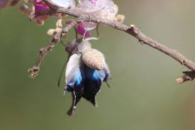 Image result for Philenoptera nelsii