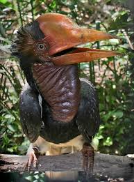 Media in category animals of java the following 8 files are in this category, out of 8 total. Wildlife In Indonesia 10 Must See Endemic Species Bookallsafaris Com