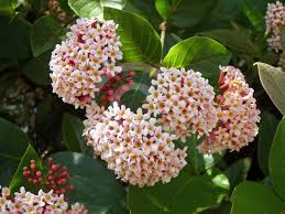 Image result for Rogiera amoena