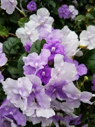 We did not find results for: How To Care For The Yesterday Today And Tomorrow Plant Brunfelsia Grandiflora Edison And Ford Winter Estates