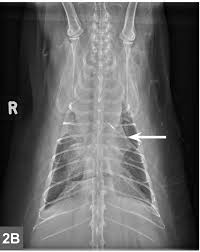 The most common symptom of hodgkin lymphoma is a swelling in the neck, armpit or groin. Feline Lymphoma Clinician S Brief