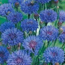 Cornflower Double Blue Flower Seeds Planting Bulbs Cornflower