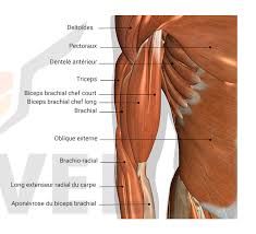 Ce sont eux qui permettent à notre organisme de se mettre en mouvement et aussi à des organes plus de 600, c'est le nombre de muscles qui se cachent dans notre corps. Exercice Biceps Le Top 5 Des Meilleurs Exercices Pour Avoir De Gros Bras Dravel