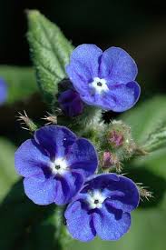 Image result for Anchusa capensis