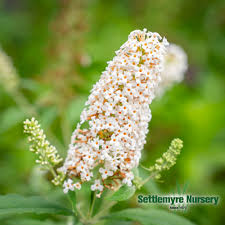 Image result for buddleia davidii