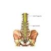 Anatomia topograficzna i funkcjonalna rdzenia kręgowego i nerwów rdzeniowych: 1