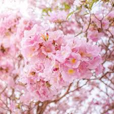 Image result for Tabebuia heterophylla