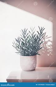 Image result for tbn:HNtrRnQBmFuaxM::www.bluechopsticks.com/img_large/800CC_0805S1015.jpg