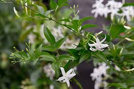 Image result for Jasminum schimperi
