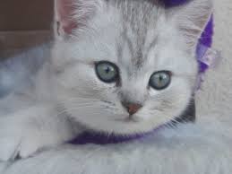Safkan Scotish Yavru Ucretli Sahiplendirme Kedi Satis