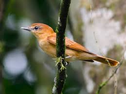 Image result for Brachyachne simonsii