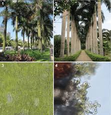 All look similar at first glance but have a few subtle distinctions. Colonization Of The Algae On The Royal Palm Roystonea Regia 1 Palms Download Scientific Diagram