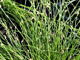 Image result for Isolepis prolifera