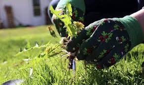 Common chickweed will grow in a wide range of soils but does particularly well in neutral ph soils with high nitrogen and poorly in low ph or acid soils. 20 Common Weeds And Their Scientific Names Pictures Insightweeds