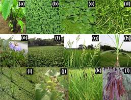 Image result for Hilsenbergia petiolaris