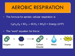 The aerobic reaction will produce carbon dioxide (co2) and water (h2o). Pages Cellular Respiration Ppt Video Online Download