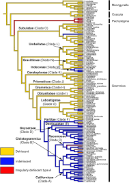 Image result for Cuscuta hyalina